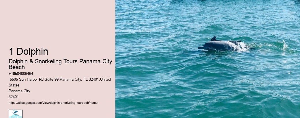 What Not To Do When Swimming With Dolphins