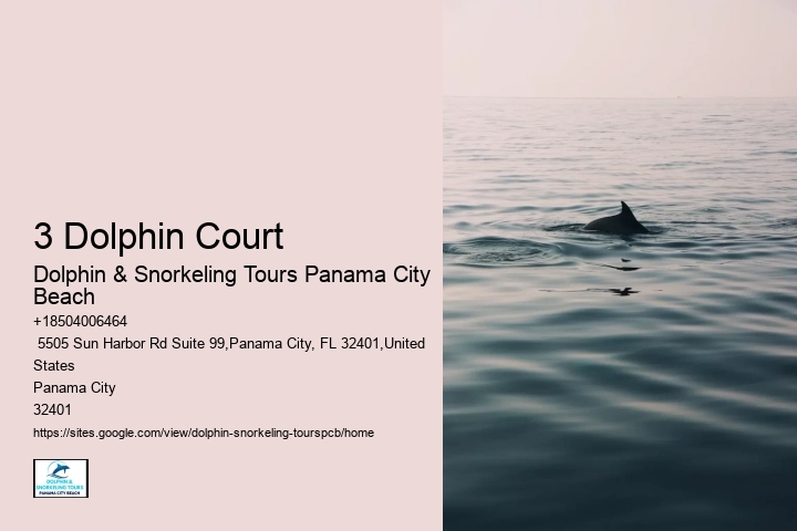 Tips And Advice For Swimming With Dolphins