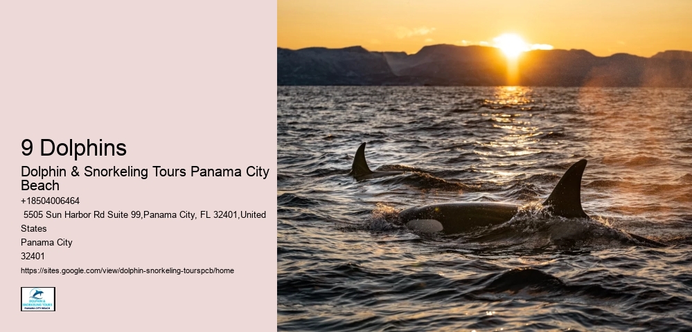 Best Dolphin Cruise Panama City Beach