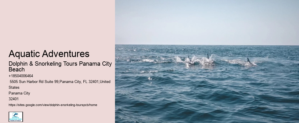 Can I Swim With Dolphins In Panama City