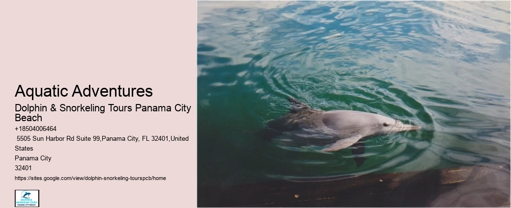 Can You Swim With Dolphins In Panama City