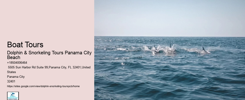 Can You Swim With Dolphins In Panama City Beach
