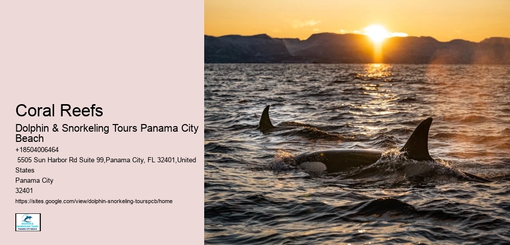 Dolphin & Snorkeling Tours Panama City