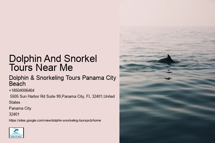 Dolphin And Snorkel Tours Near Me