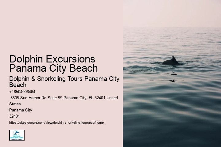 What Time Of Year Are Dolphins In Florida