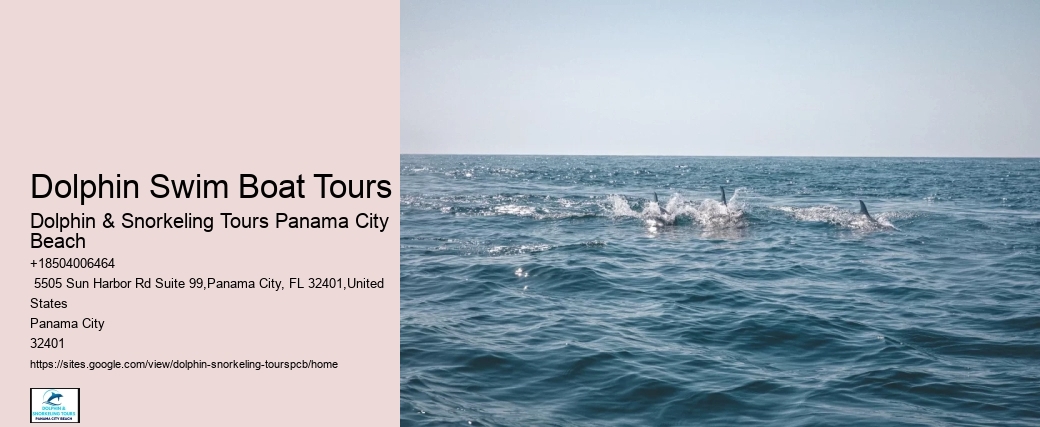 Dolphin Swim Tours
