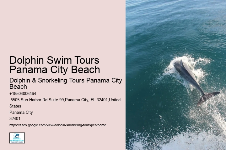 Can You Swim With Dolphins In Panama City