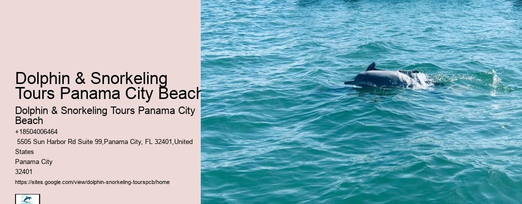 Dolphin Swim Boat Tours
