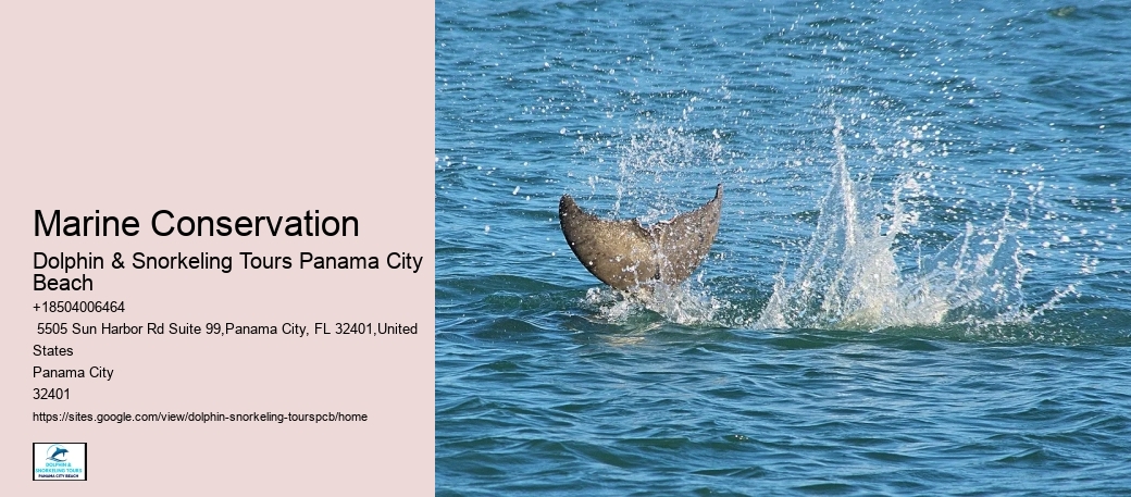Snorkeling And Swimming With Dolphins In Panama City Beach
