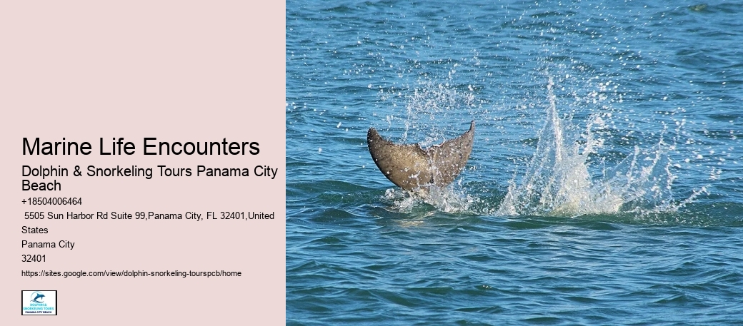 Dolphin Excursions Snorkel Adventure