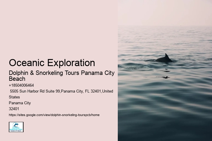 Dolphin And Snorkel Tours Near Me