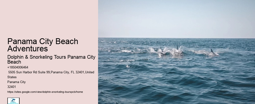 Panama City Beach Dolphin And Snorkel Tours