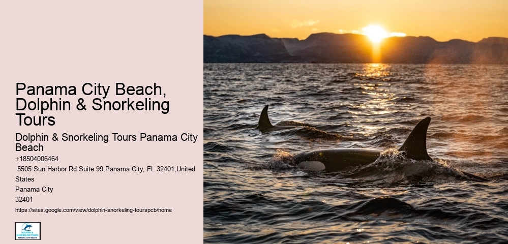 The Risks Of Swimming With Dolphins In The Wild