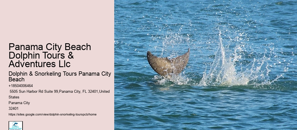 Dolphin & Snorkeling Tours Near Me