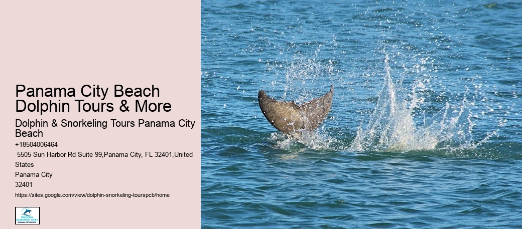 Snorkeling And Swimming With Dolphins In Panama City Beach