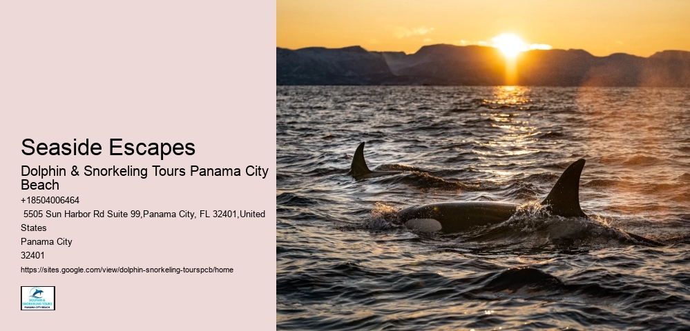 Dolphins Whales & Viewing Info