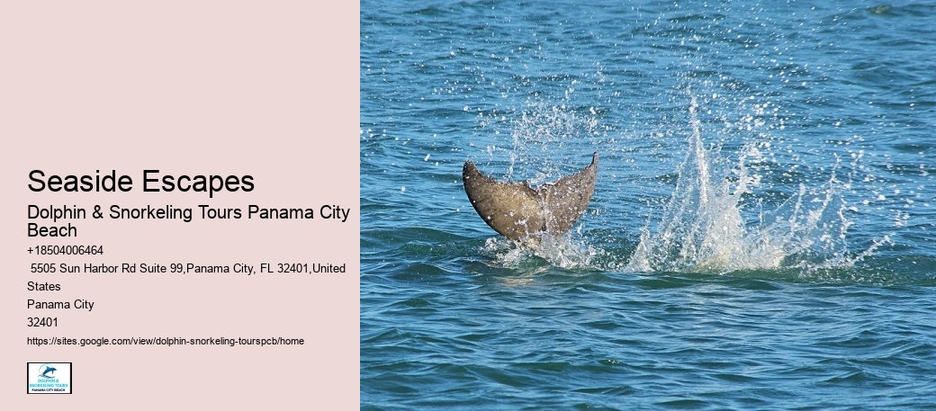 Dolphin & Snorkeling Tours In Panama City Beach Cost