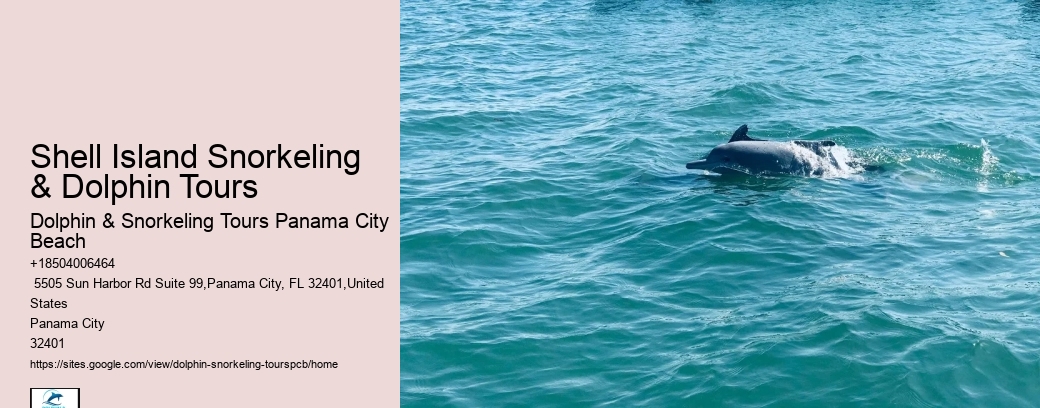 Can You Swim With Dolphins At Shell Island