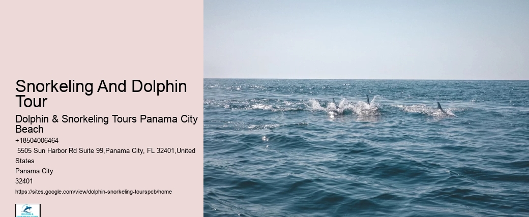 Shell Island Dolphin