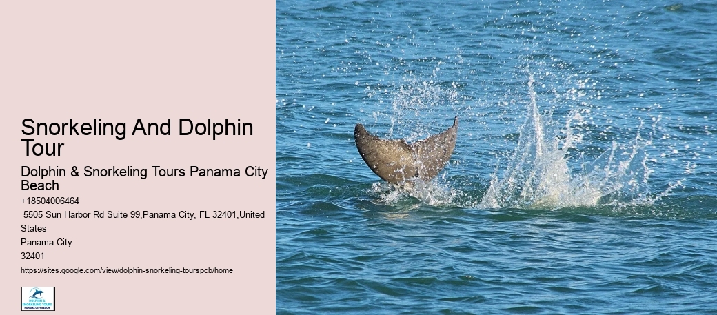 Snorkeling With Dolphins Near Me