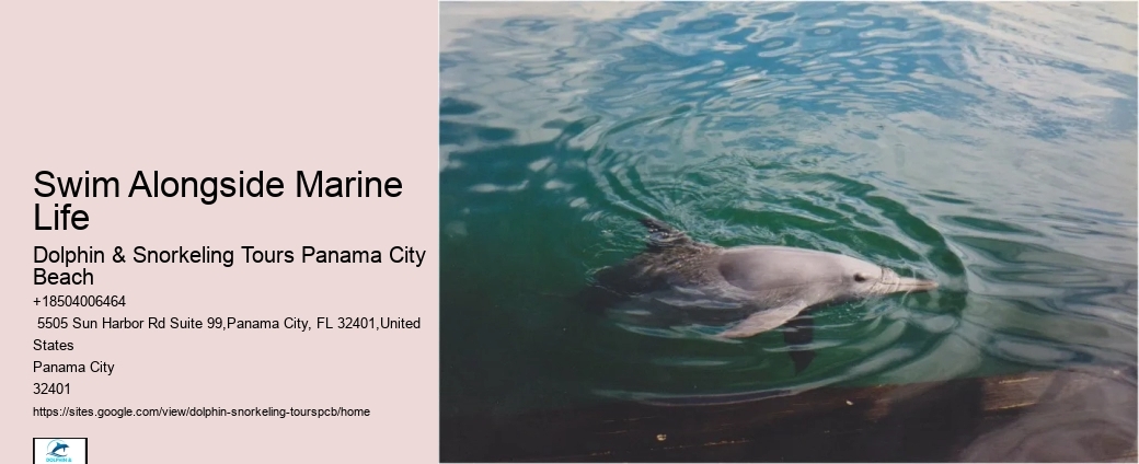 Dolphin Snorkeling Panama City Beach