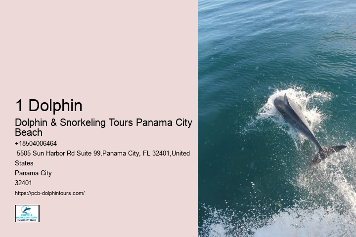 Play And Swim With A Dolphin In Panama City Beach