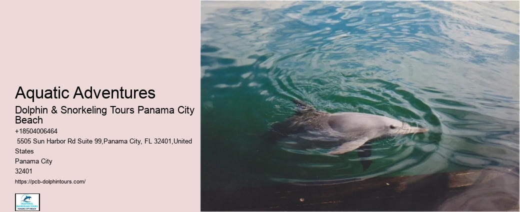 Can You Swim With Dolphins At Panama Beach