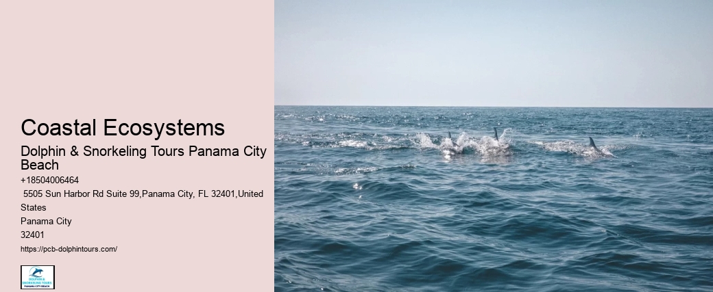 Panama City Beach Dolphin Tours & More