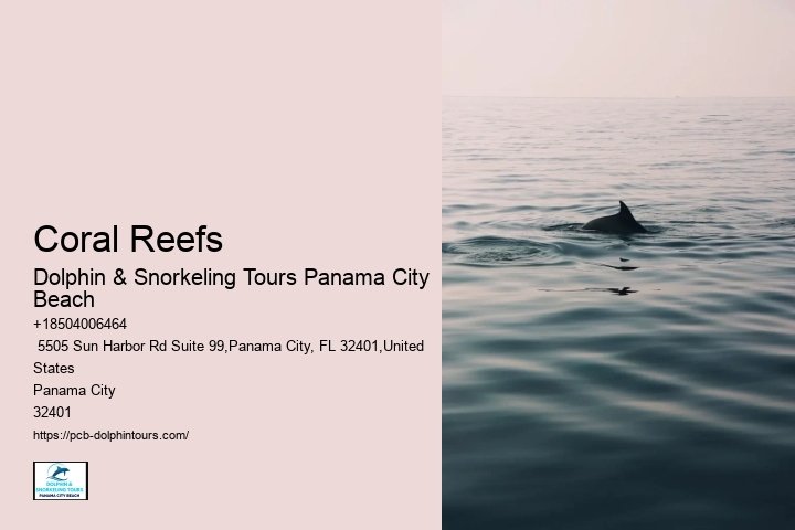 Snorkeling Safaris