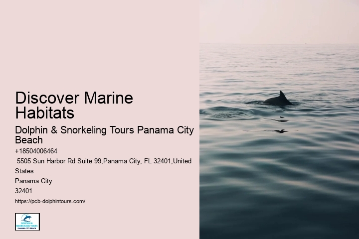 Panama City Beach Dolphin Tours & Adventures Llc