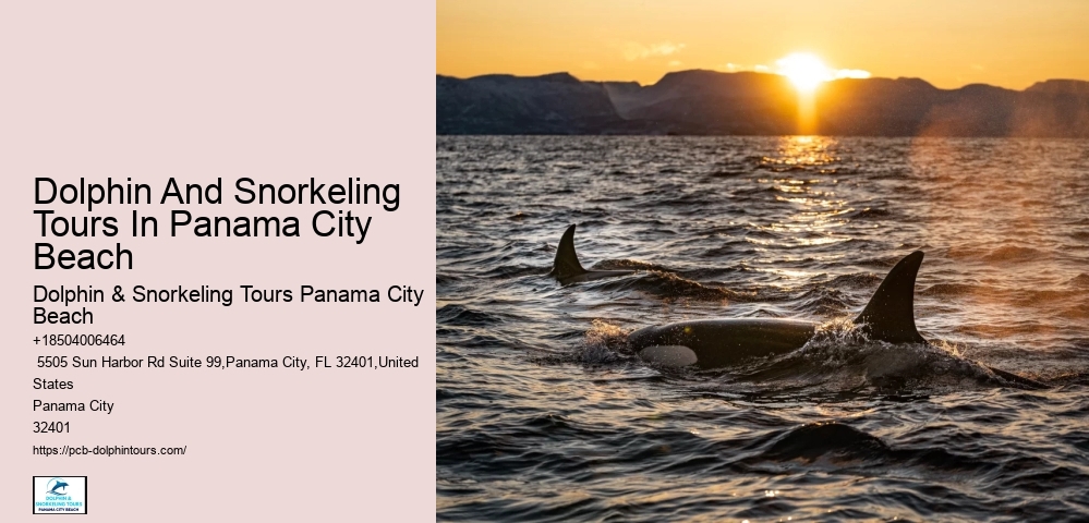 When Can You See Dolphins In Panama City Beach