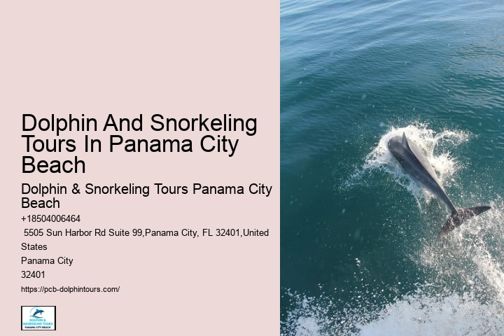 Can You Swim With Dolphins In Panama City Beach