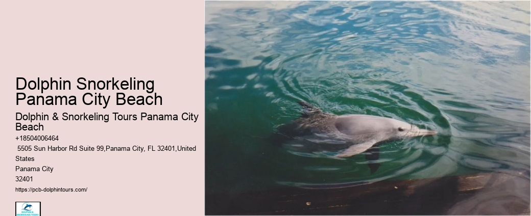 What Time Of Day Is Best To See Dolphins