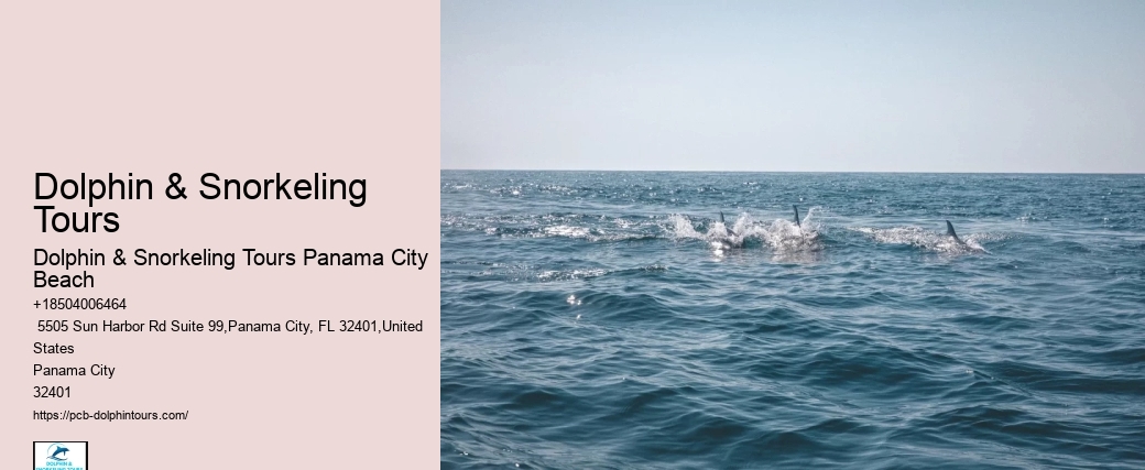 Dolphin & Snorkeling Tours In Panama City Beach Cost