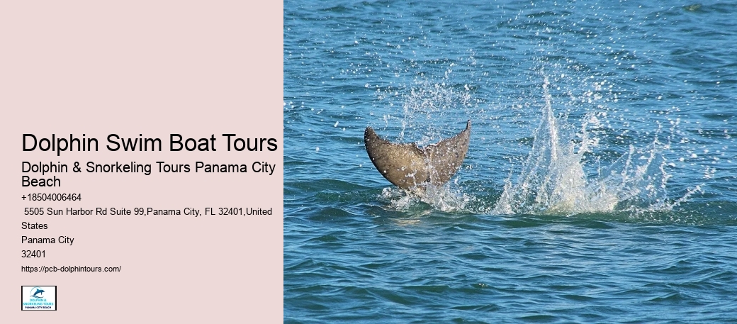 18 Best Places To Swim With Dolphins