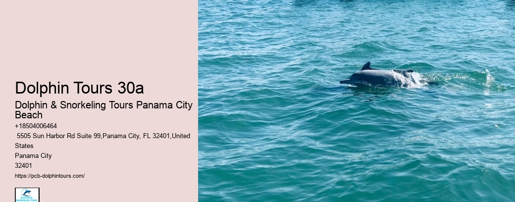 Tips And Advice For Swimming With Dolphins