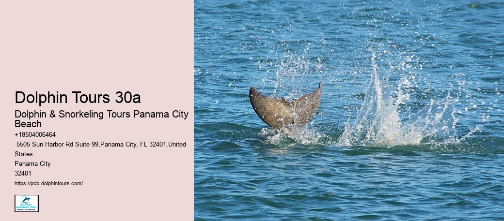 How Do You Spot Dolphins On The Beach