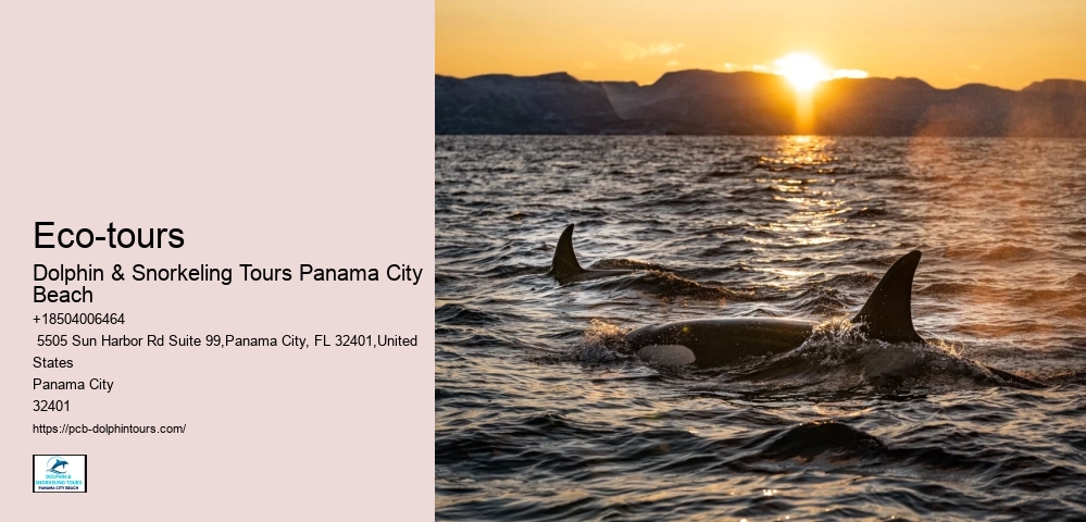 What Month Is Best For Dolphin Watching