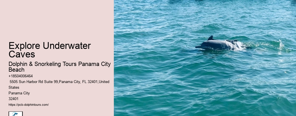 Panama City Beach Dolphin Swim Adventure