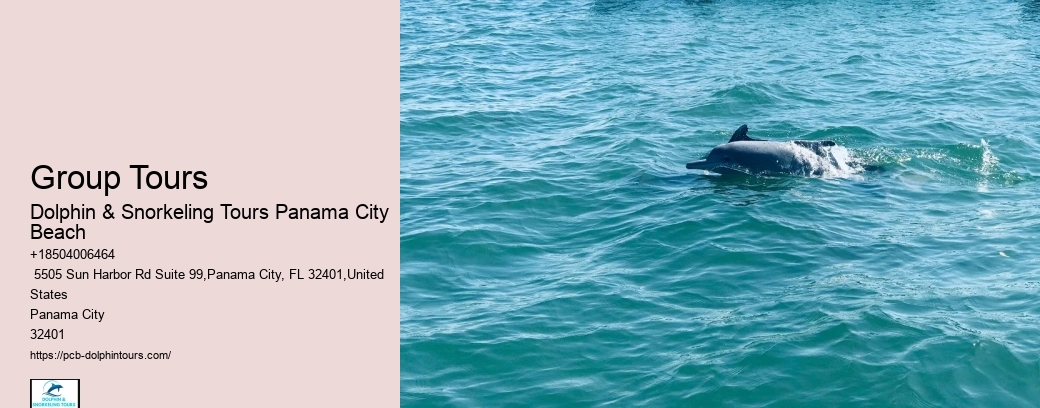 Best Dolphin & Snorkeling Tours