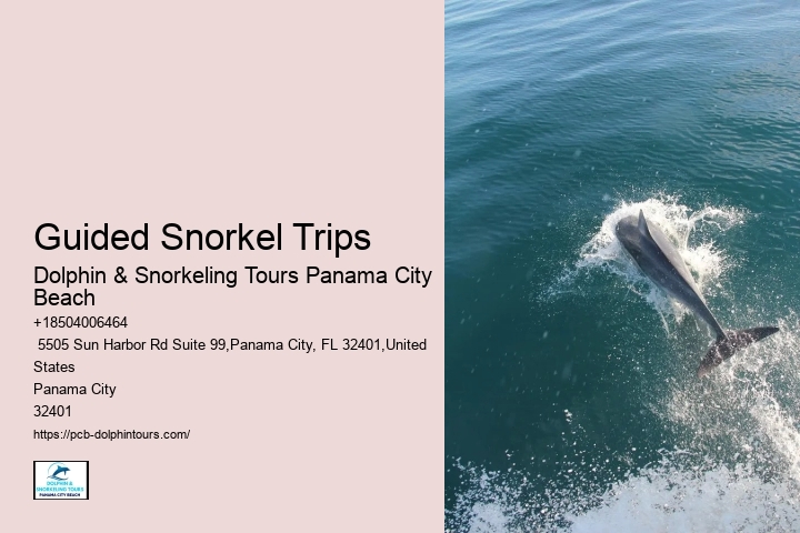 Dolphin And Snorkel Tours Near Me