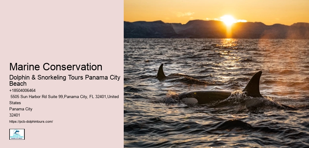 Shell Island Dolphin Cruise