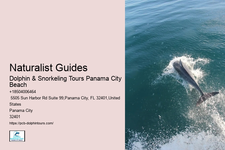Dolphin Swim Tours Panama City Beach