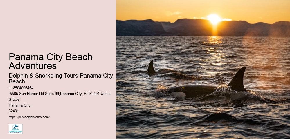 Swim-with-the-dolphins Attractions