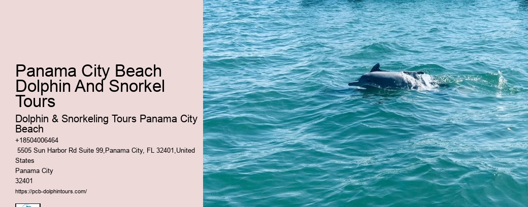 What Time Of Year Are Dolphins Most Active In Florida