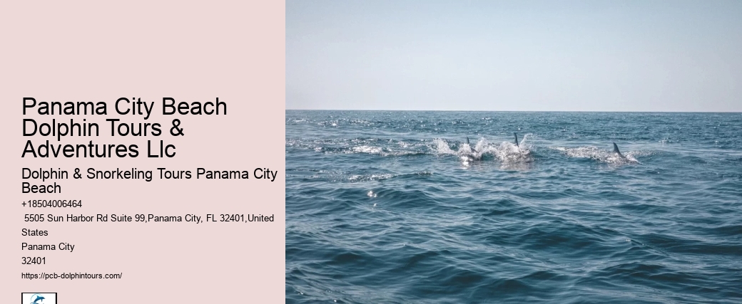 Dolphin And Snorkeling Tours In Panama City Beach