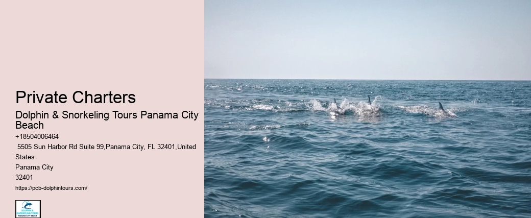Dolphin & Snorkeling Tours In Panama City Beach Prices