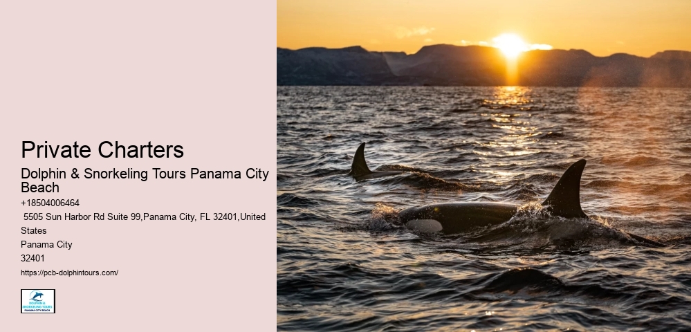 Swimming With Dolphins