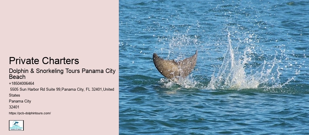 18 Best Places To Swim With Dolphins