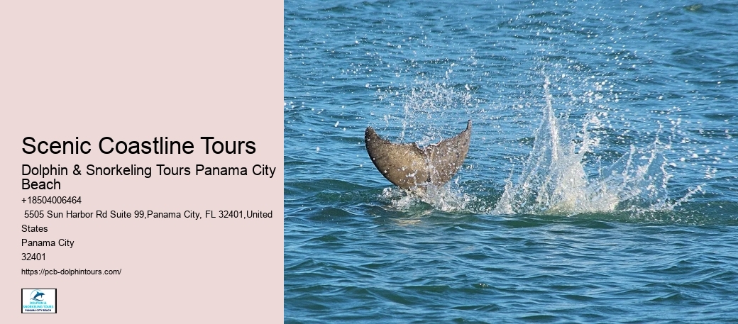 Is It Better To Swim With Dolphins In The Morning Or Afternoon